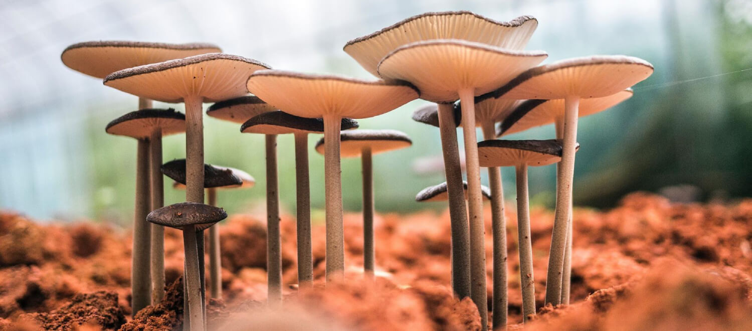 6 krachtige paddenstoelen in Nederland