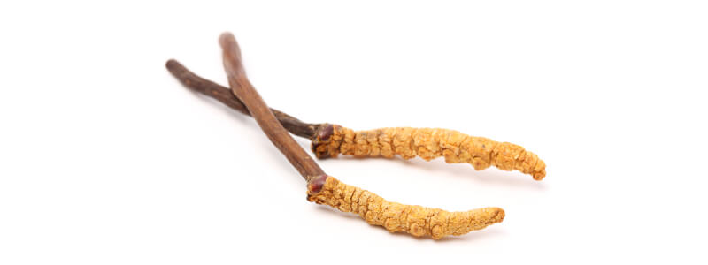 Cordyceps paddenstoel