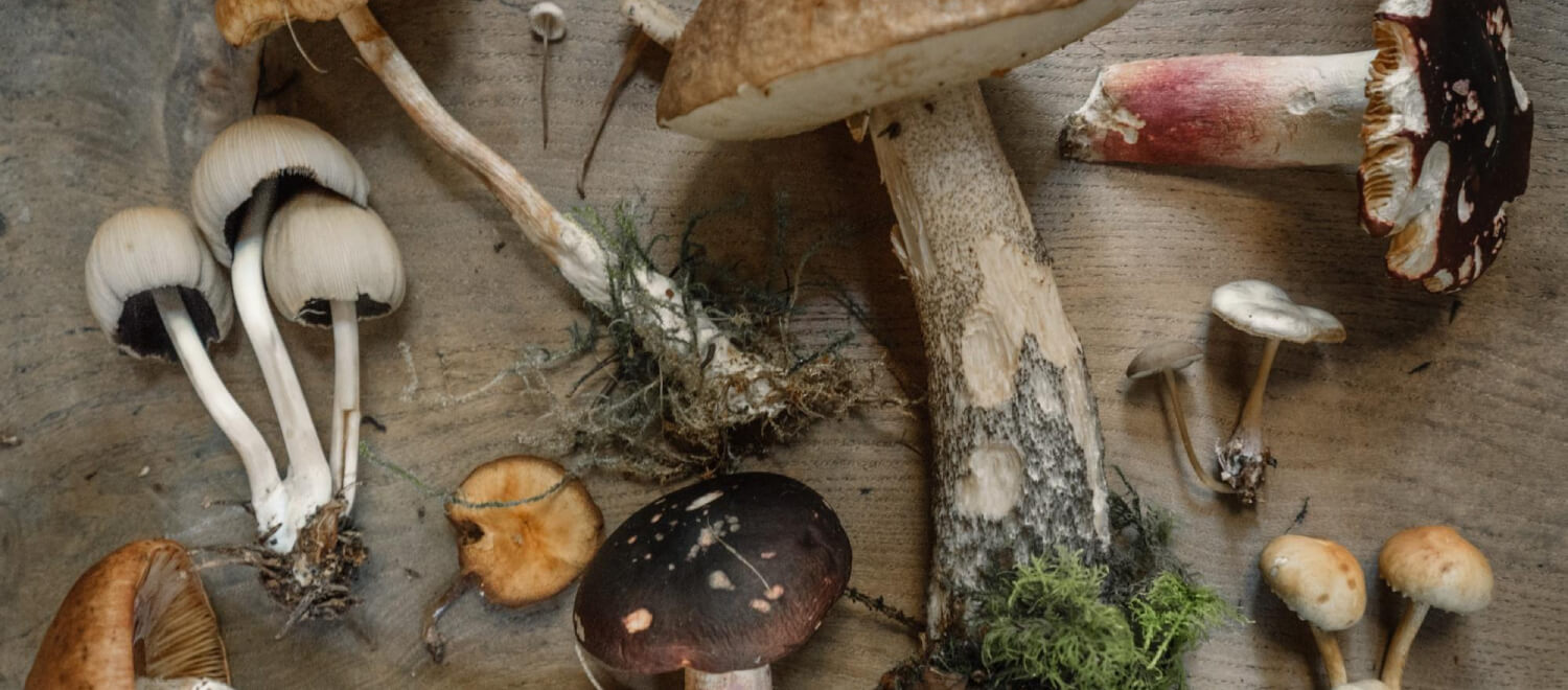 Hoe werken medicinale paddenstoelen?