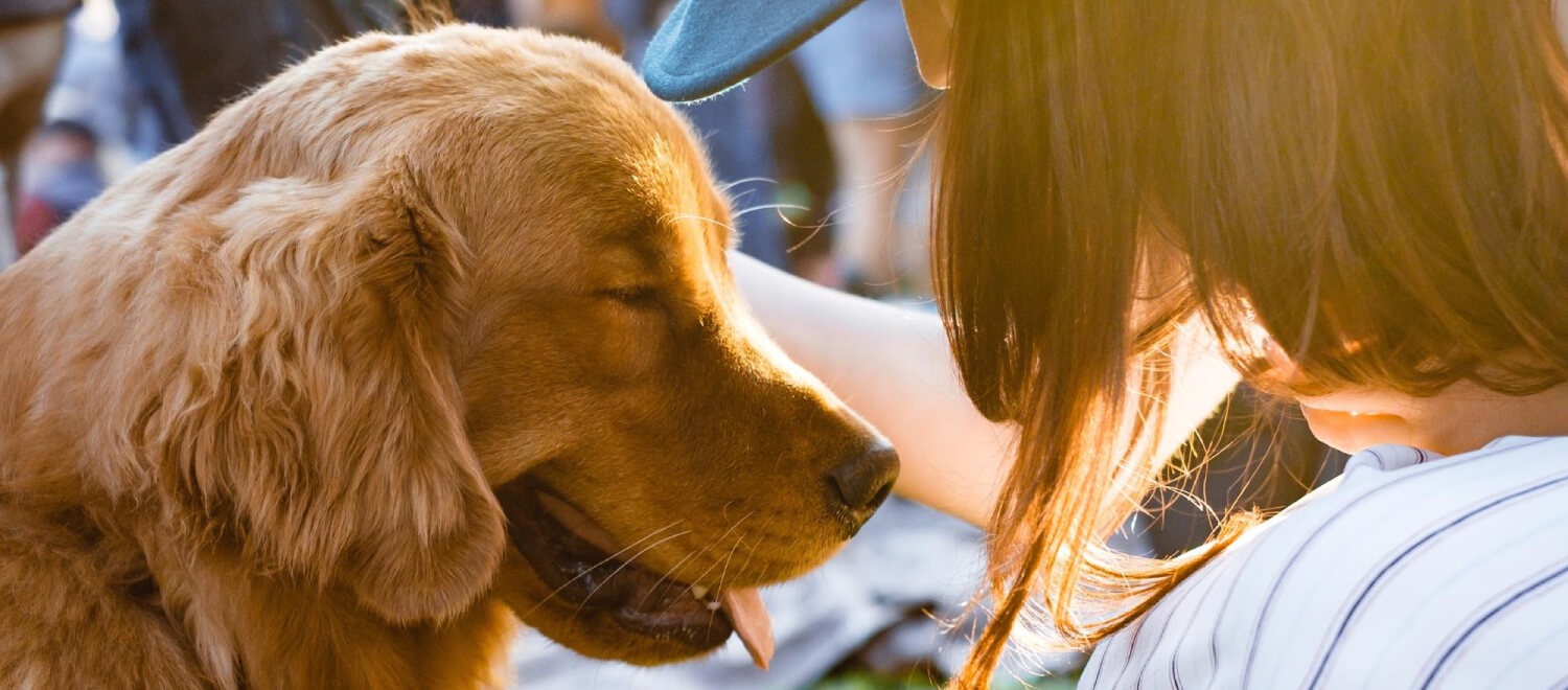 CBD olie voor honden of katten? Dit moet je weten