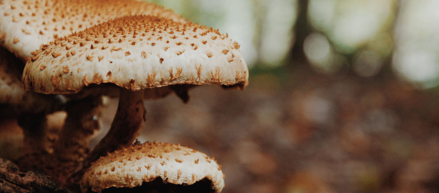 Meer weten over paddenstoelen? Download hier een gratis Paddenst