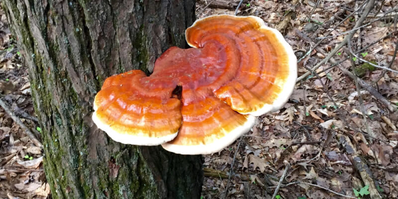 Reishi paddenstoelen - hebben paddenstoelen bijwerkingen