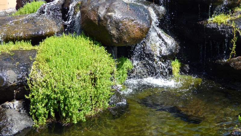 Zo groeit de Bacopa in het 'wild'