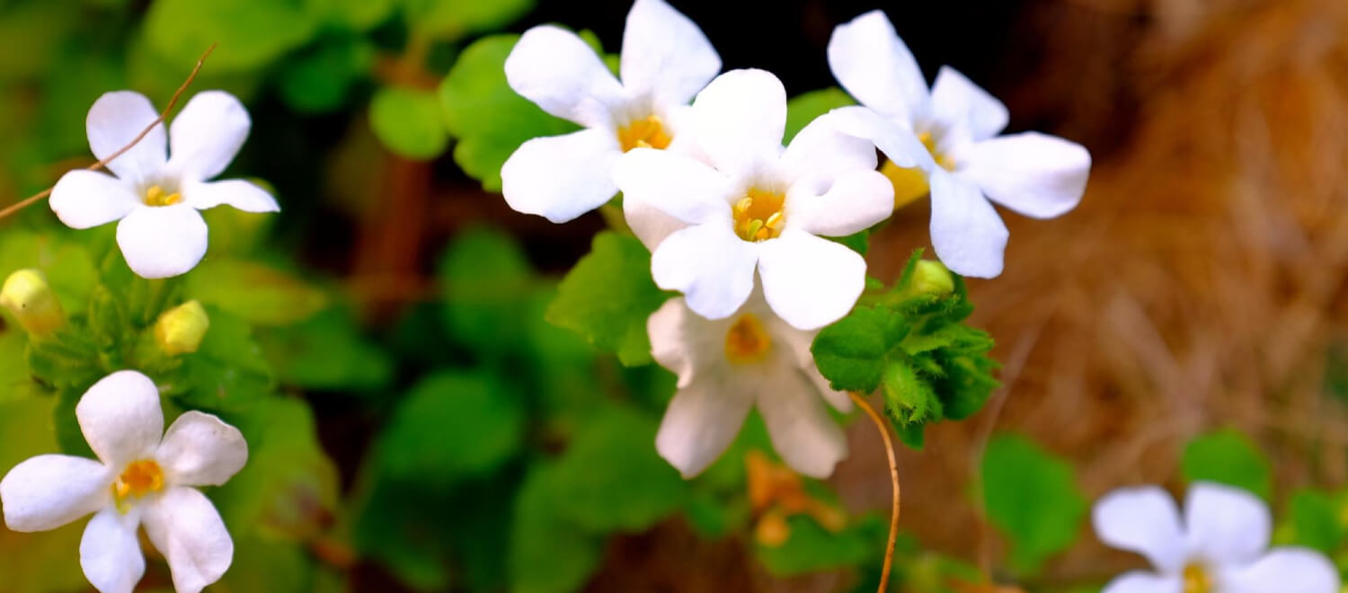 Waarom Bacopa het Ayurvedische welnesskruid voor de geest is