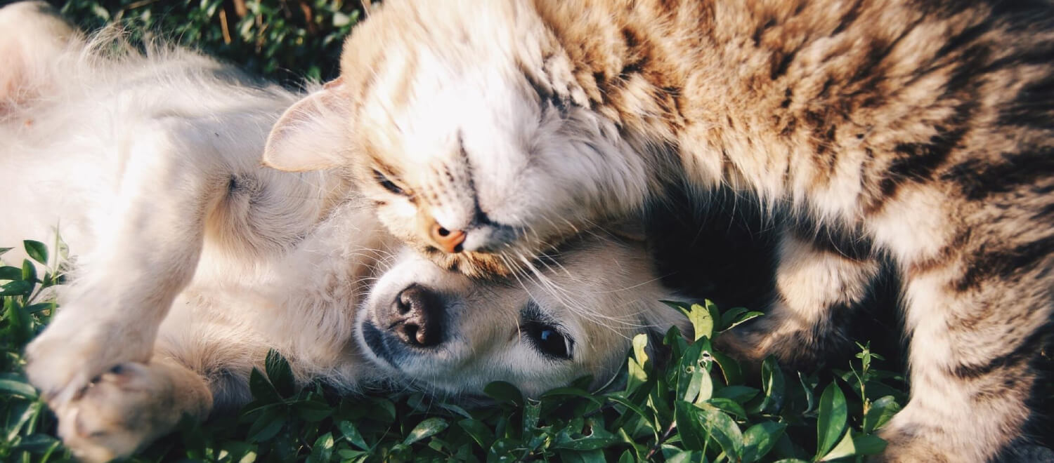 CBD olie gebruiken bij dieren, kan dat?