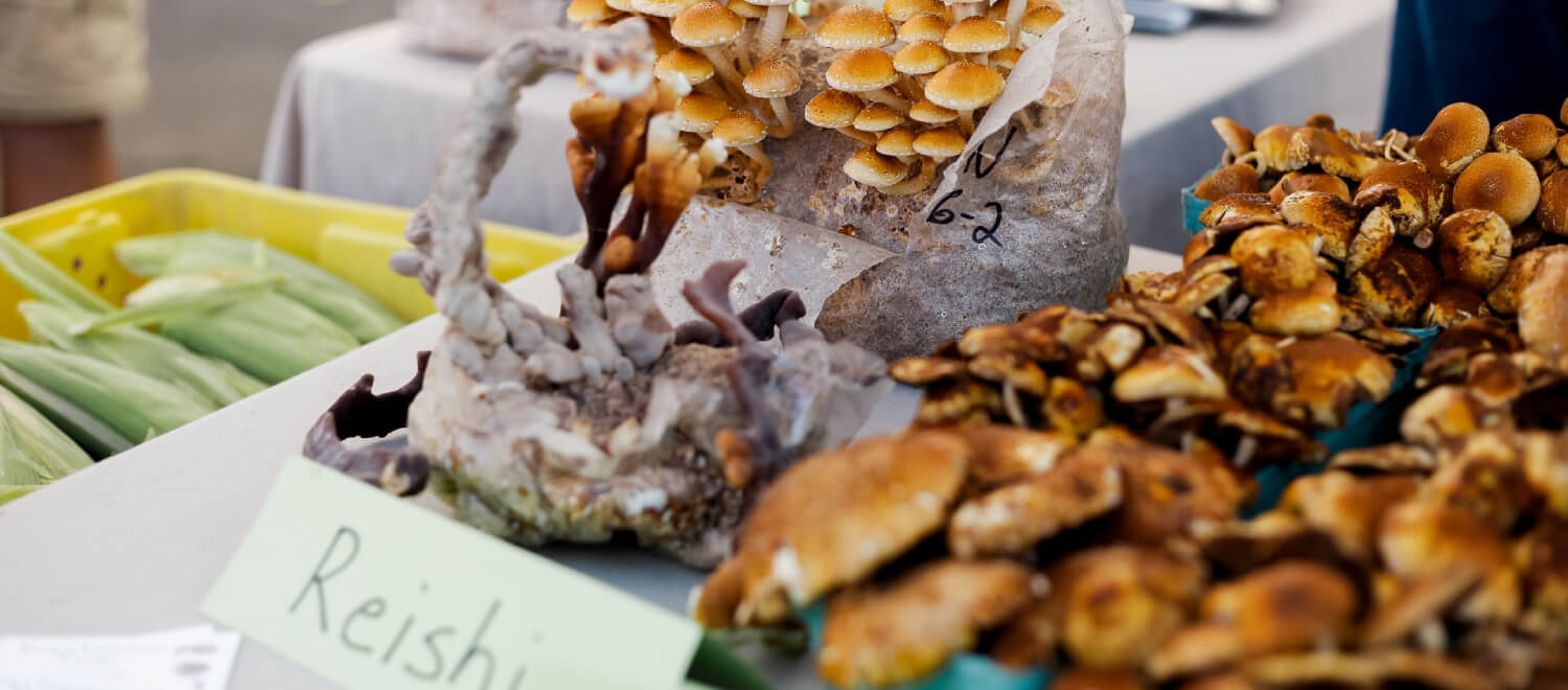 Waar komen medicinale paddenstoelen vandaan?