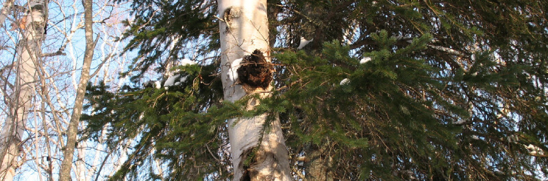 Chaga mushroom in het wild - werking en toepassing