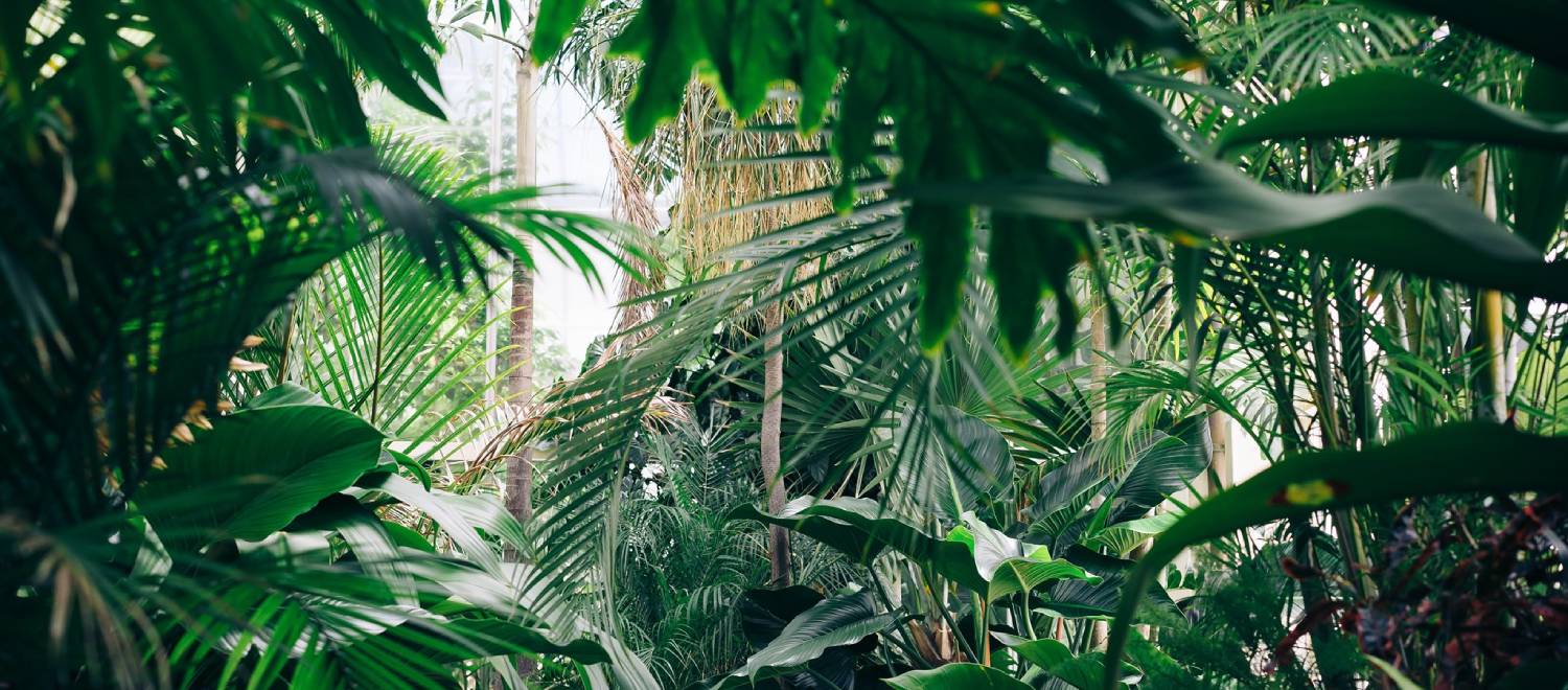 Planten in huis: gezellig én gezond