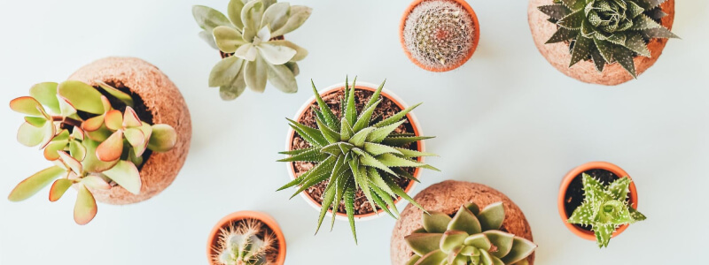 Planten zorgen voor meer geluk en gezondheid