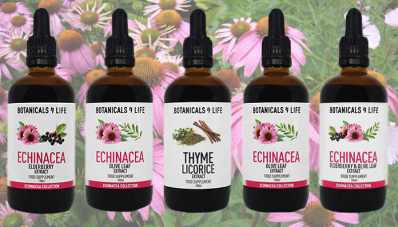 Botanicals4Life Echinacea