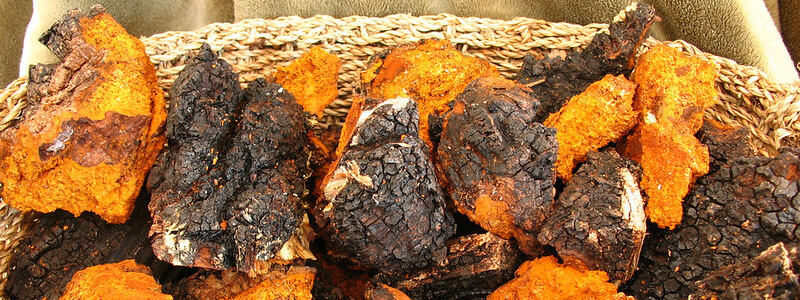 Chaga paddenstoelsupplement mushroom