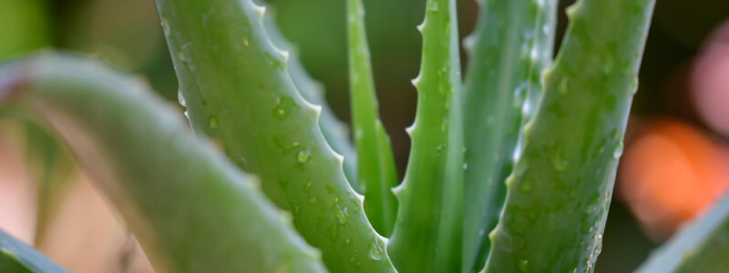 Aloë vera plant - gezonde werking