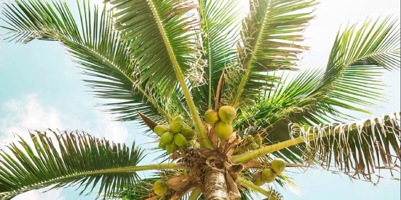 kokos - hoe gezond is kokosolie nu echt?