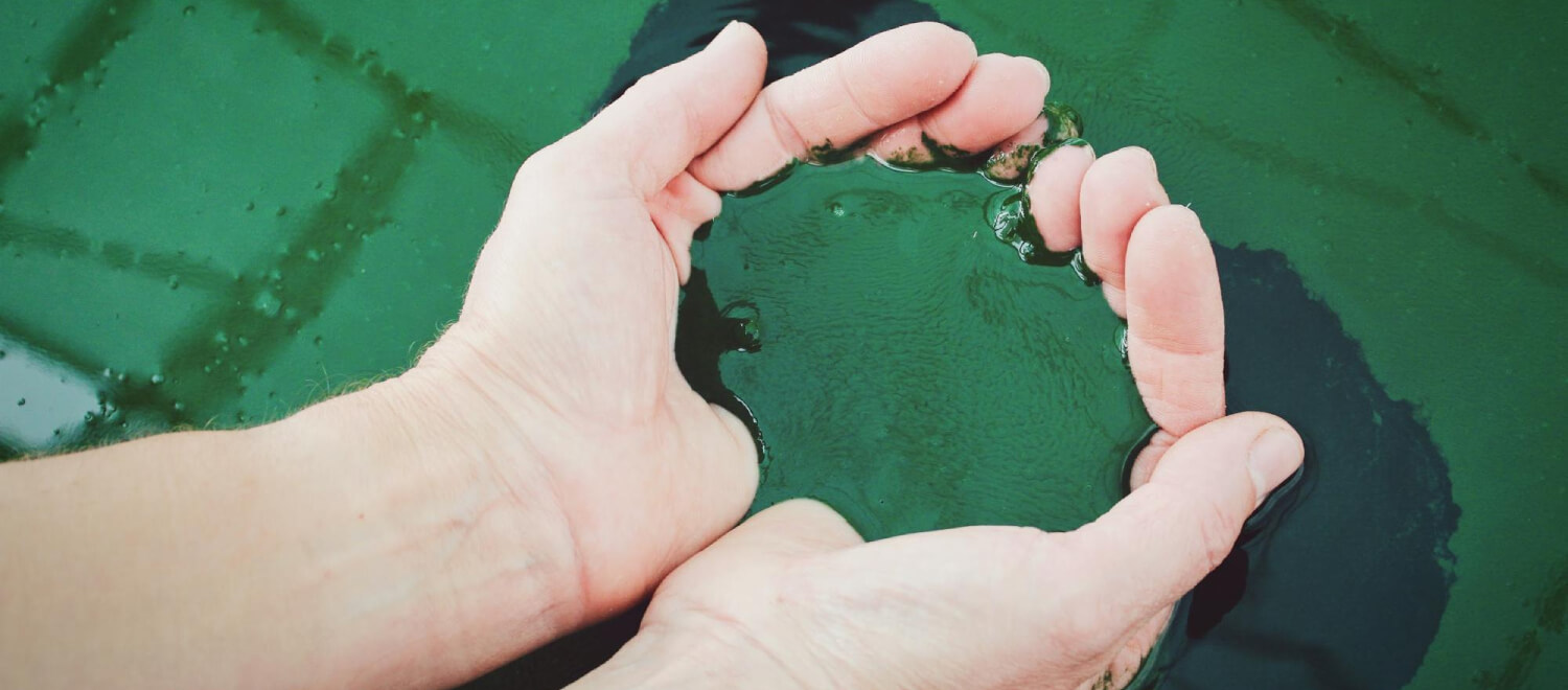 Spirulina: lees alles over dit supergezonde groene eiwitbommetje