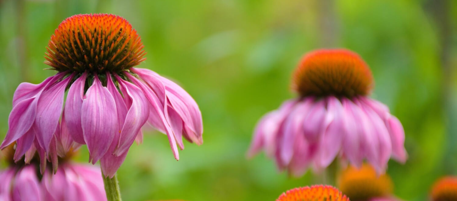 Echinacea: eerste hulp bij een verlaagde weerstand, griep en ver