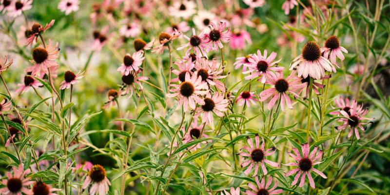 Wat is Echinacea purpurea? 