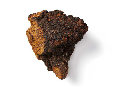 Chaga paddenstoel