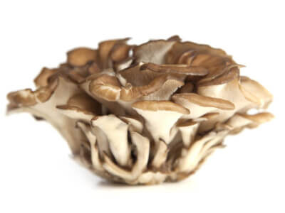 Maitake paddenstoel