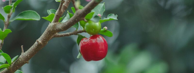 Acerola - hoe groeit deze vrucht?
