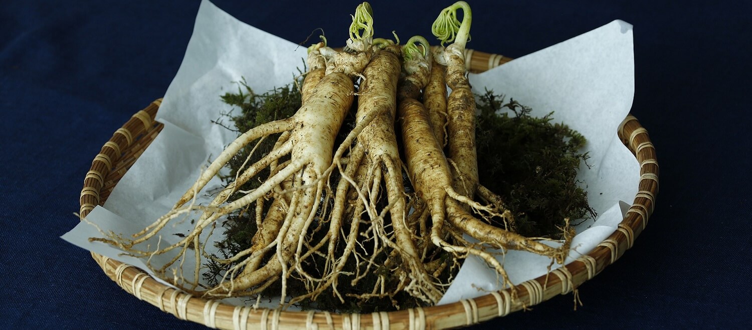 Wat is ginseng (Panax Ginseng) en waar gebruik je het voor?