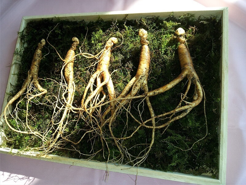 Ginseng wortel kruid gezond