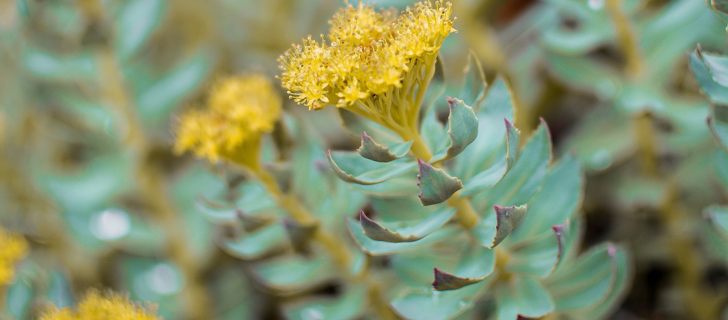 Rhodiola Rosea (Rozenwortel): de oplossing bij stress?