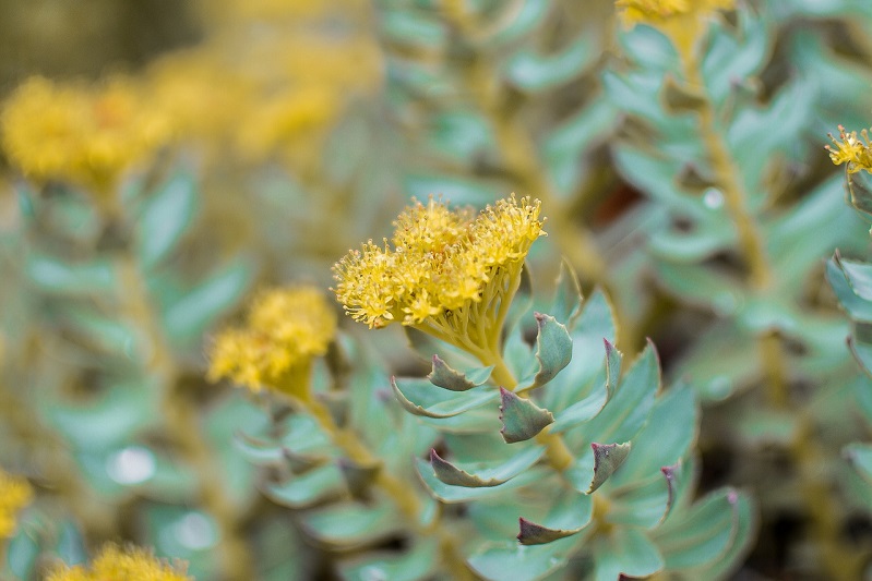 rhodiola rosea rozenwortel