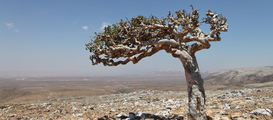 Boswellia Serrata boom