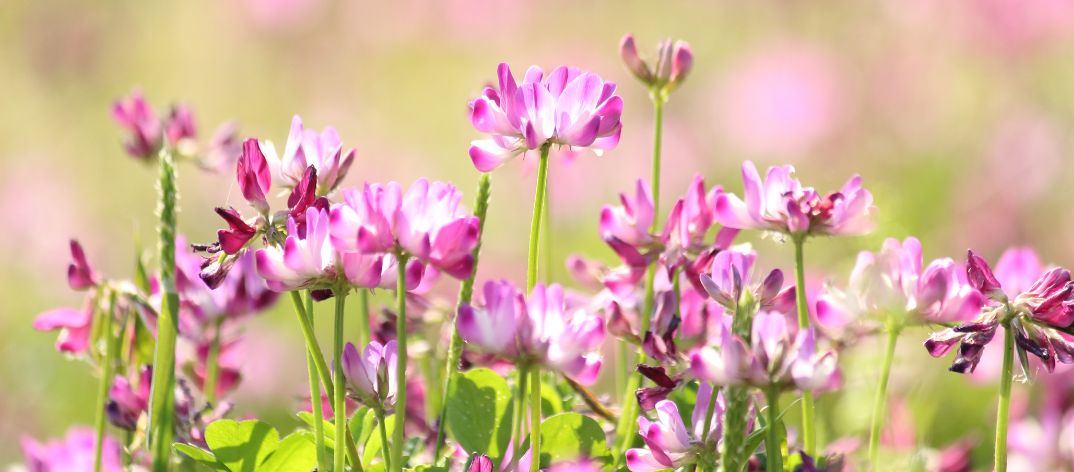 Astragalus