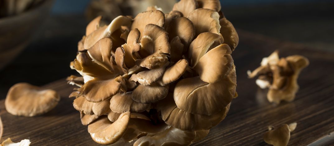 Maitake