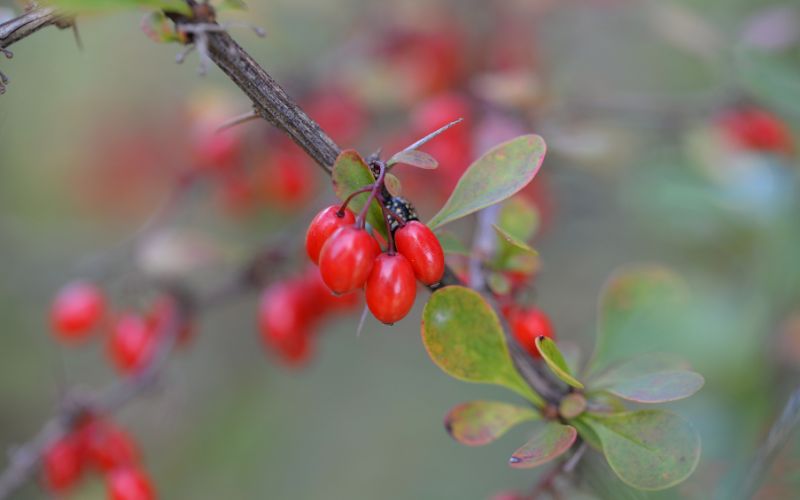 Berberine plant
