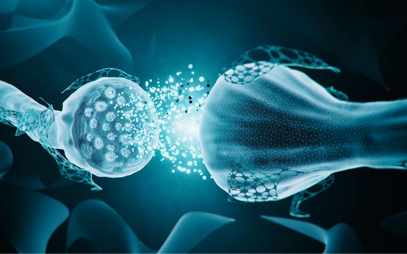 neurotransmitters serotonine werking